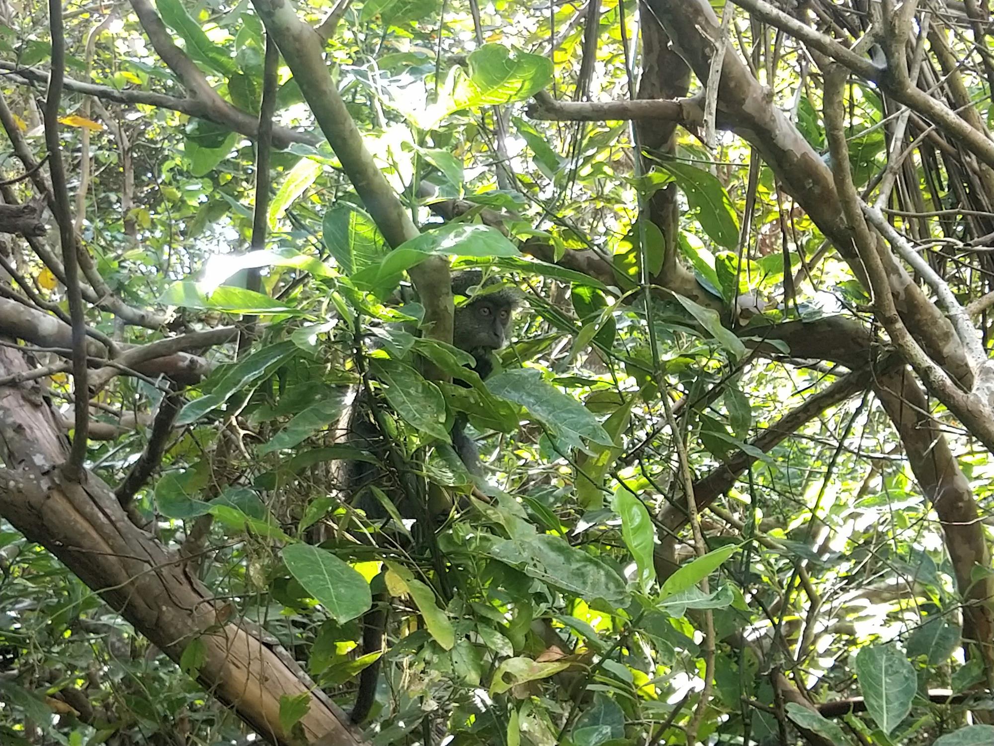 La Foresta di Jozani
